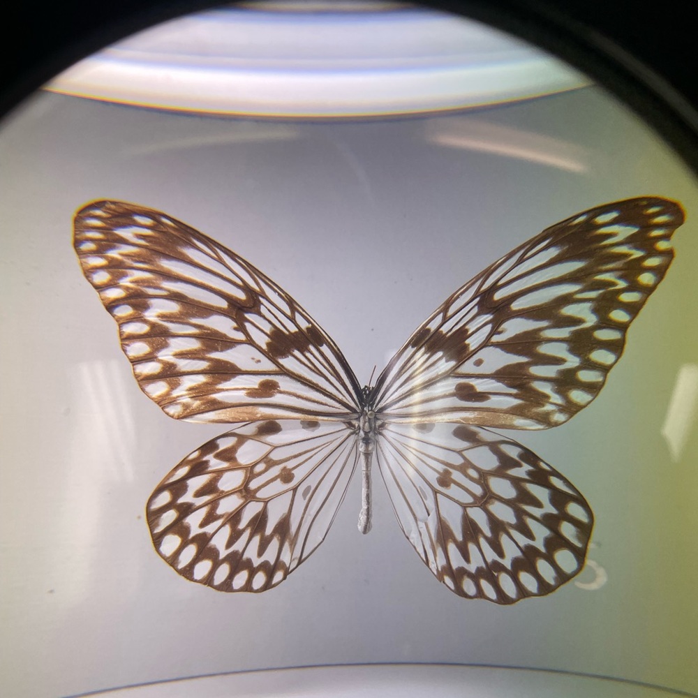 Meet your Posher, Deaya